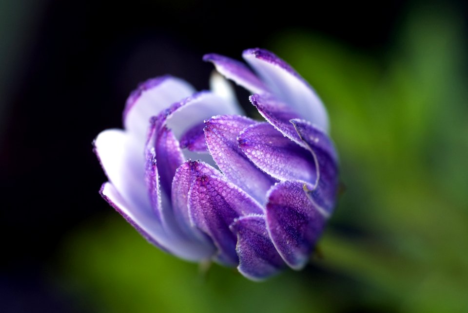 Purple Flower