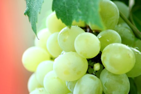 Grapes On Vine photo