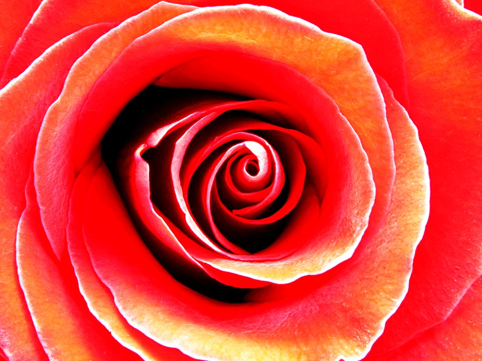 Red Rose In Macro Photography