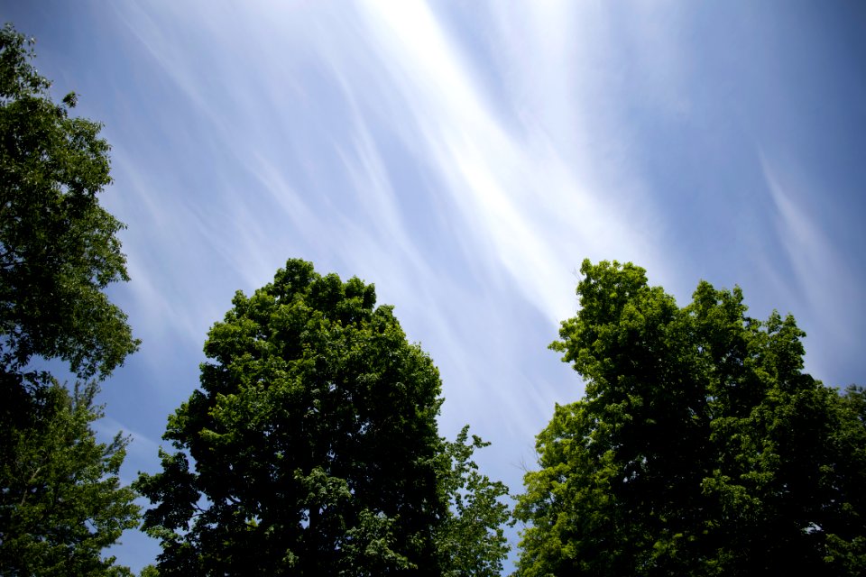 Blue Skies Over Tree Tops photo