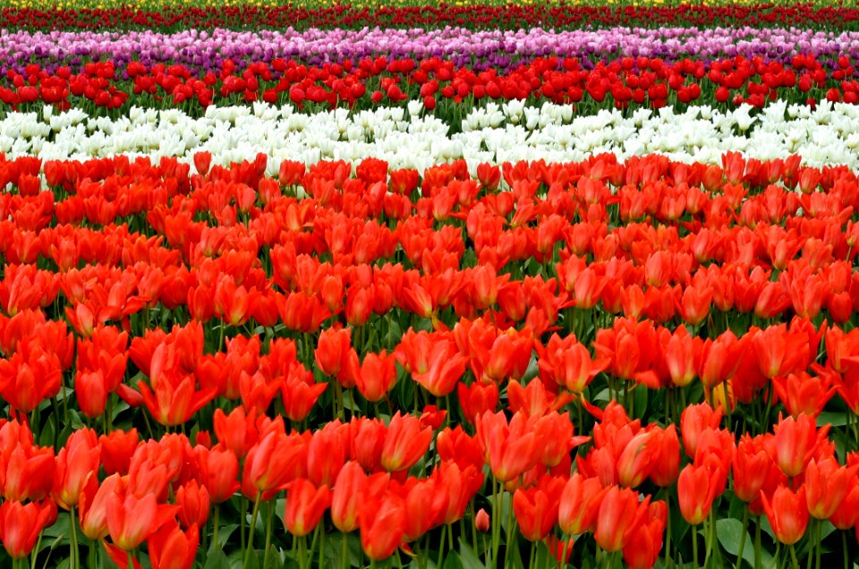 Red White And Pink Flower Fields During Daytime