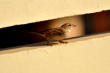 Brown And White Bird On White Wall Paint photo