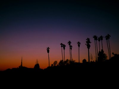 Palm Tree Silhouettes At Sunset