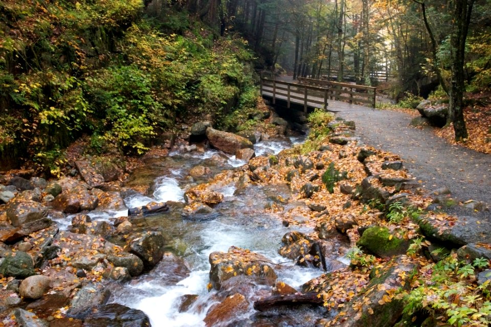 Bridge Over Forest Stream