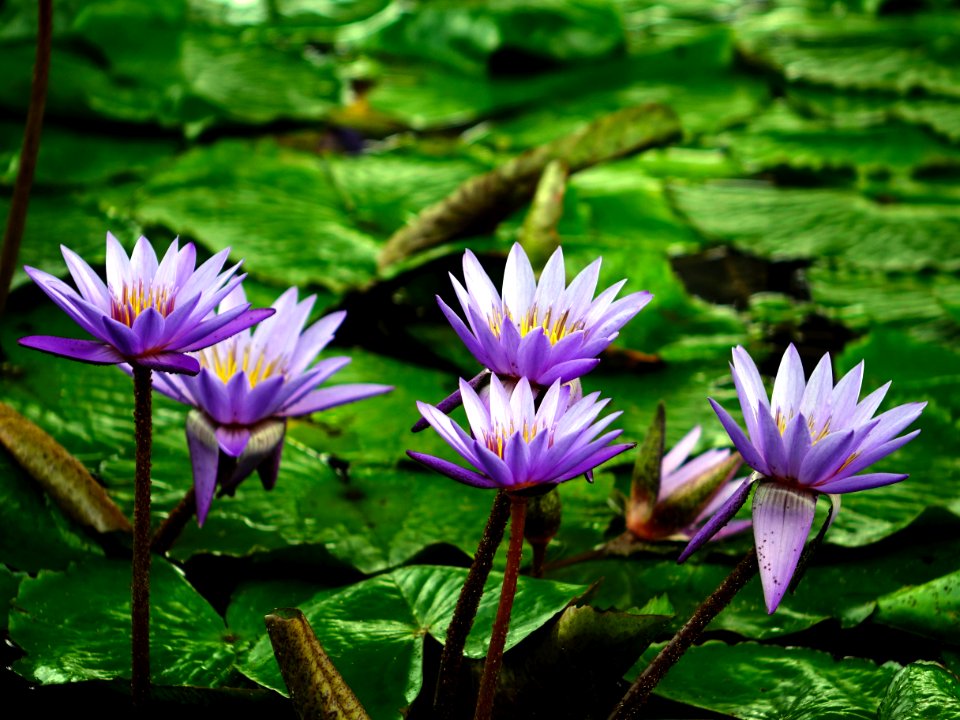 Purple And Green Flower