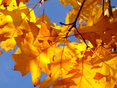 Photo Of Yellow Leaves Under Sunny Day photo