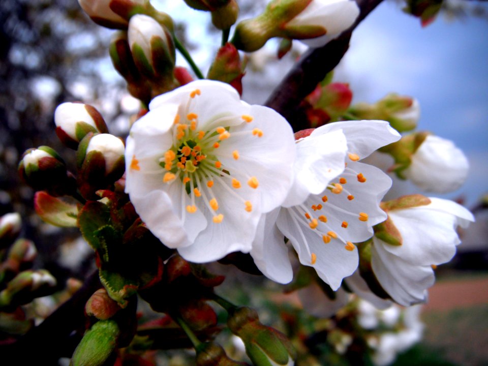White Petaled Flower