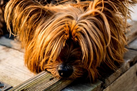 Tan Long Coat Dog Eyes Covered photo