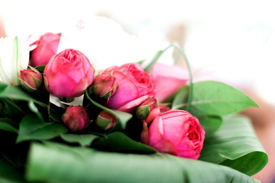 Pink Flowers And Green Leaves