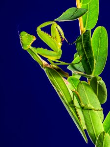 Praying Mantes