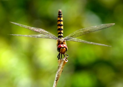 Shallow Focus Photography Of Black And Yellow Dragonfly Parched On Brown Tree Trunk During Daytime