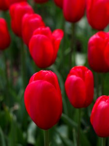 Red Tulips