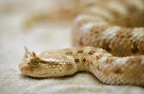White Tan Snake photo