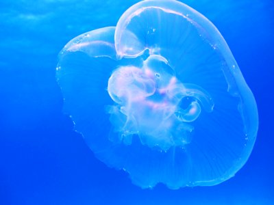 Jellyfish In Blue Waters photo