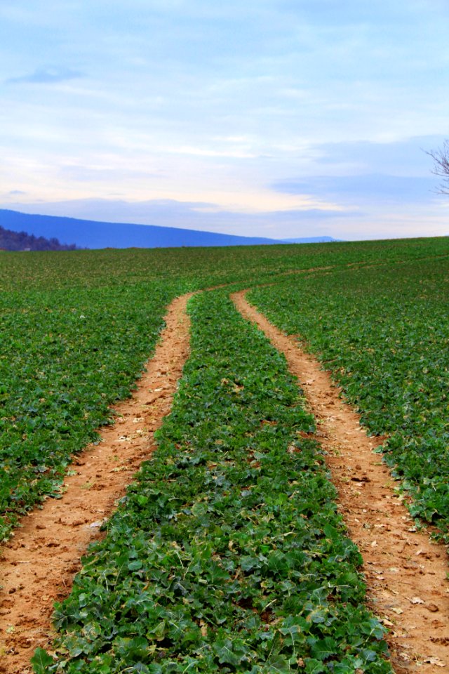 Brown Pathway In Green Field