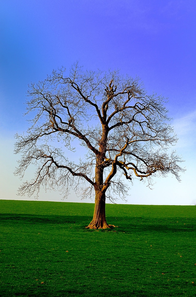 Tree yorkshire background