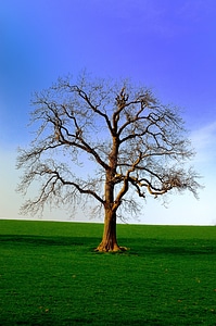 Tree yorkshire background