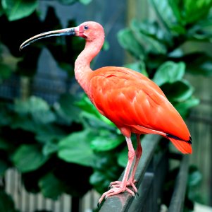 Red Bird Standing In A Metal Panel
