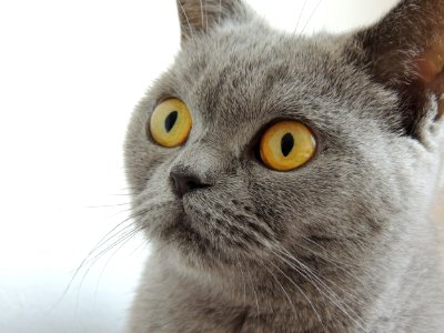 Close Up Photography Of Russian Blue Cat photo