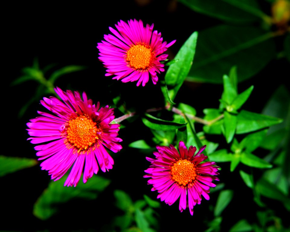 3 Pink And Brown Flower