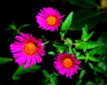 3 Pink And Brown Flower