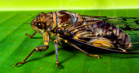 Cicada On Green Leaf