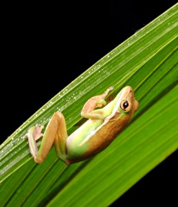 Brown Green And White Frog photo