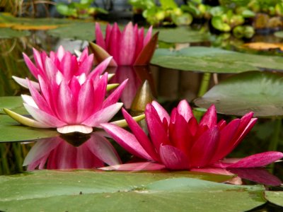 Pink And Green Water Lily