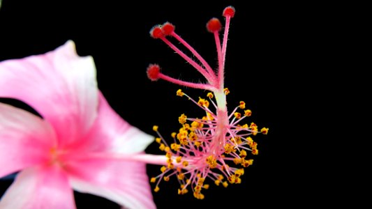 Pink Flower Stamen photo
