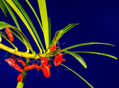 Red Insects On Green Leaves