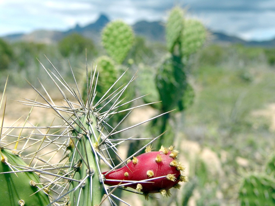 Succulent desert harp photo