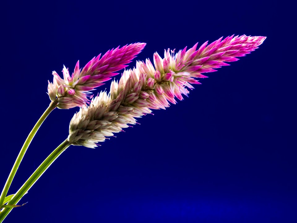 White And Purple Clustered Elongated Plant
