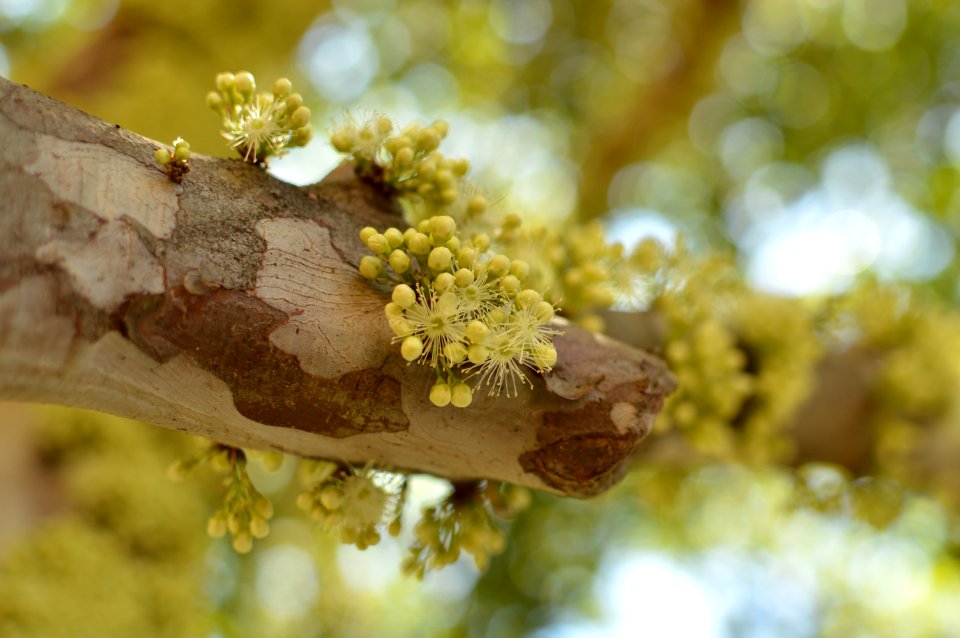 Buds On Tree Branch