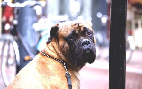 Brown Short Coated Dog