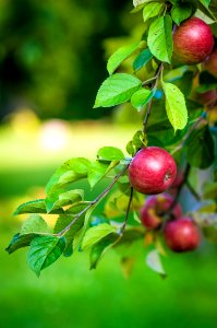 Green Leaves And Red Apple Fruit photo