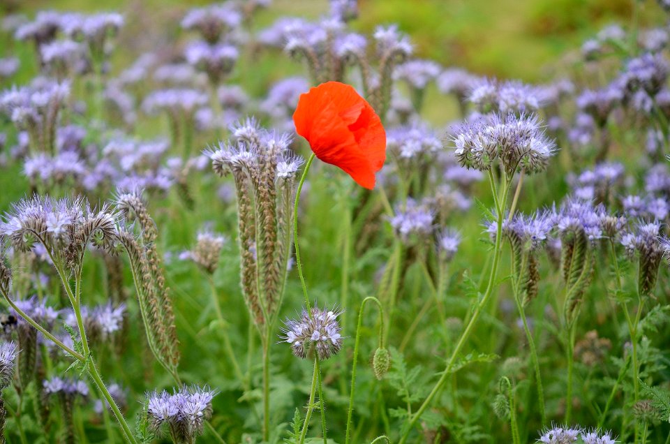 Orange Petaled Flower Over Green Grass
