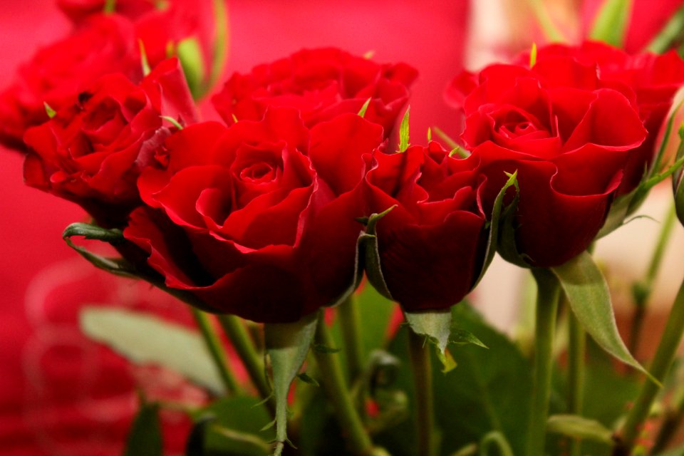 Bouquet Of Red Roses