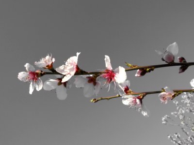 Blooms On Apricot Tree photo