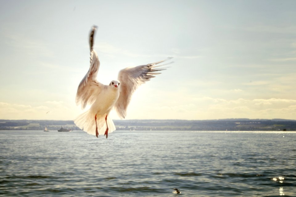 White Bird Bodies Of Water Under Gray Sky