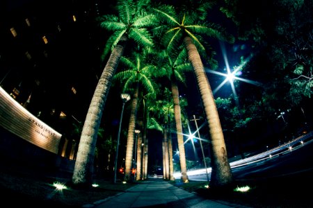 Palm Trees On Walkway photo