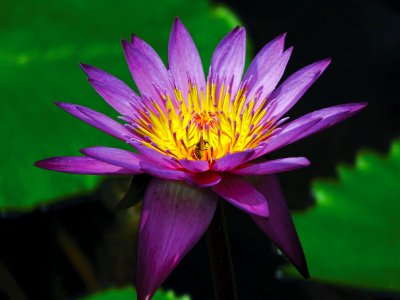 Purple And Yellow Flower