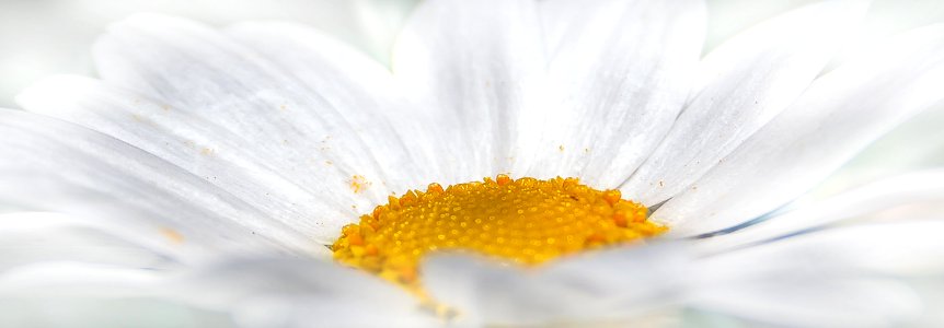 White Daisy Close Up