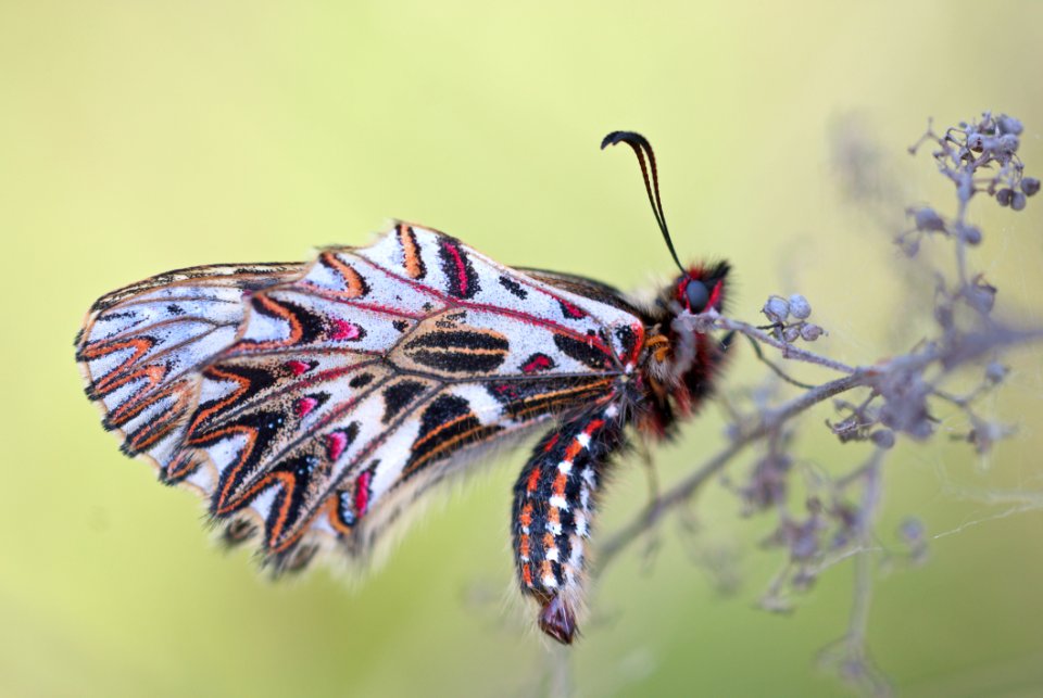 White Black And Pink Butterfly