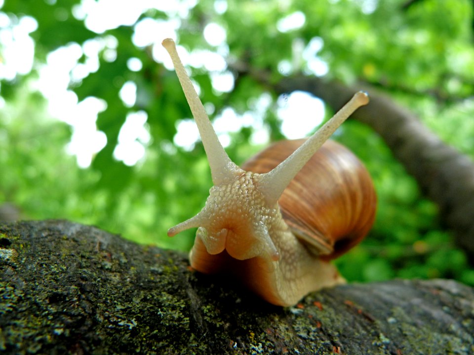 Brown Snail On Tree Branch