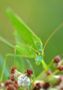 Green Grasshopper Macro Photography photo