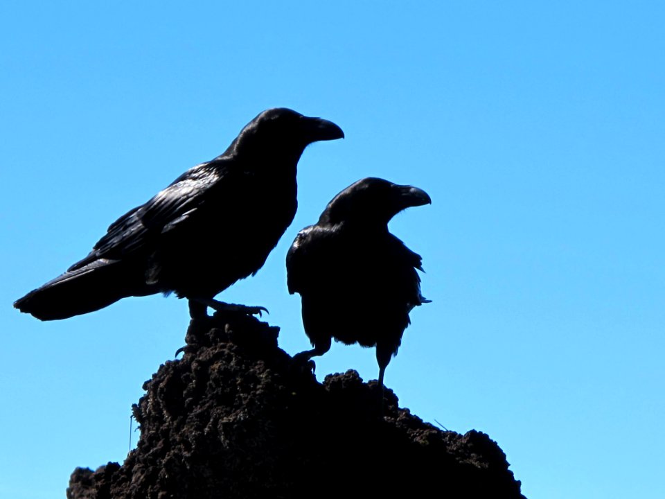 Black Birds Against Blue Skies