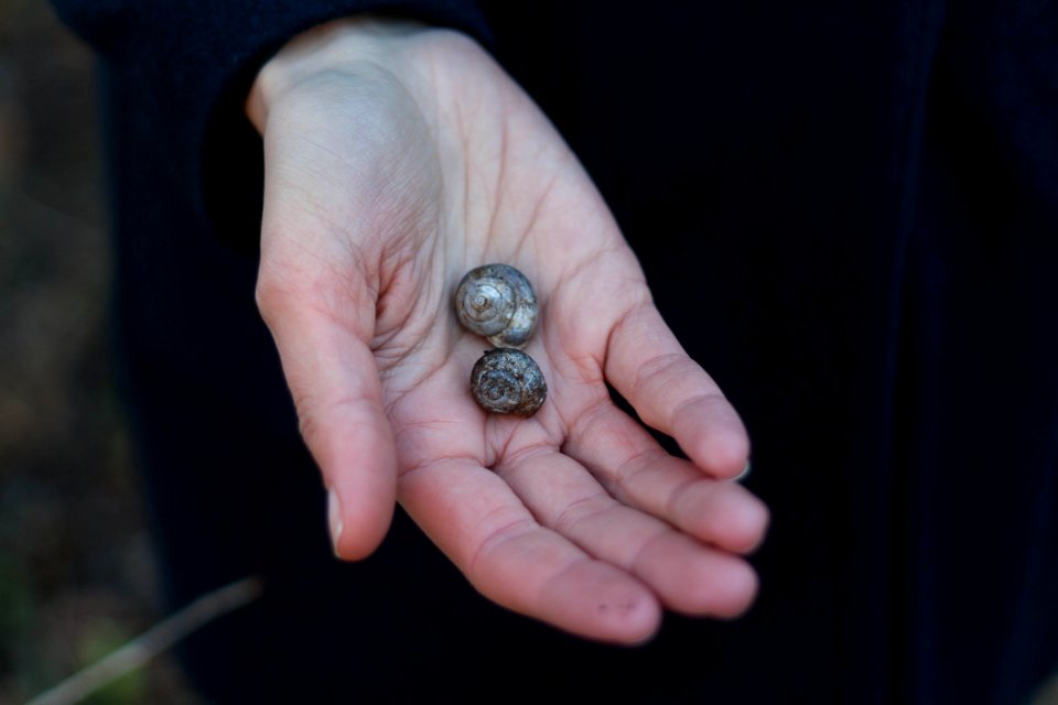 Shells On Persons Right Palm