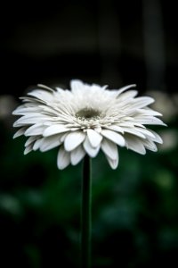 White Blossom