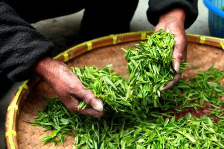 Hands Processing Tea Leaves