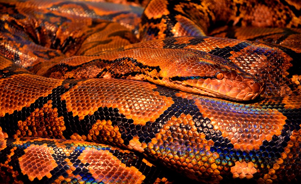 Brown And Black Snake